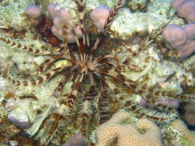 feather star.jpg